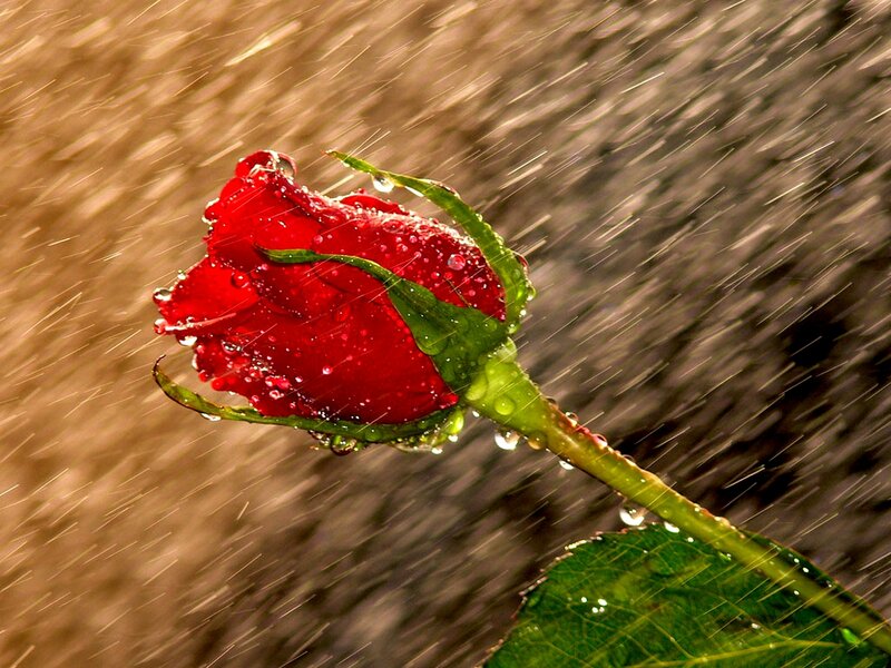 Red rose in the rain