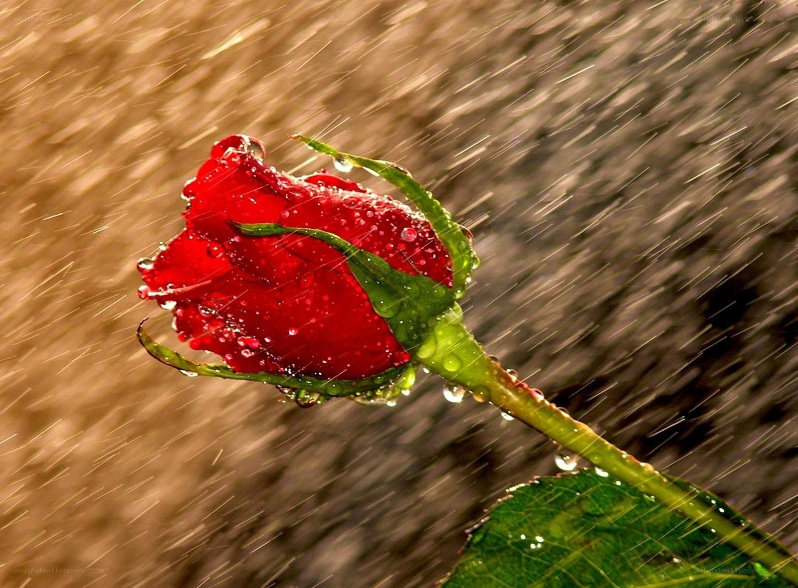 Red rose in the rain