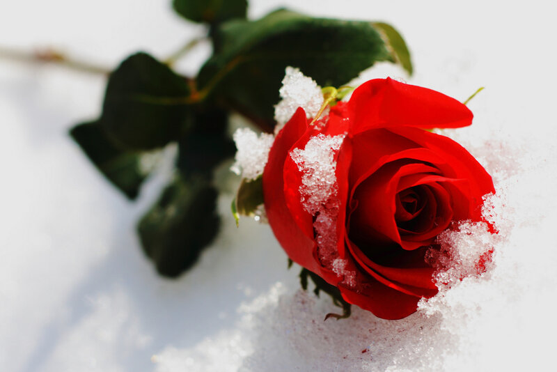 red rose in the snow