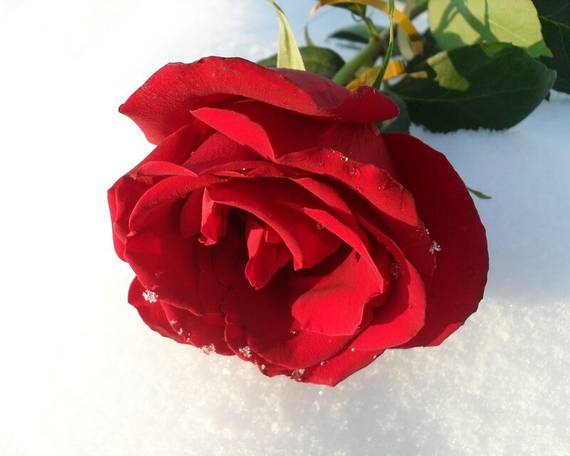 Red rose in the snow