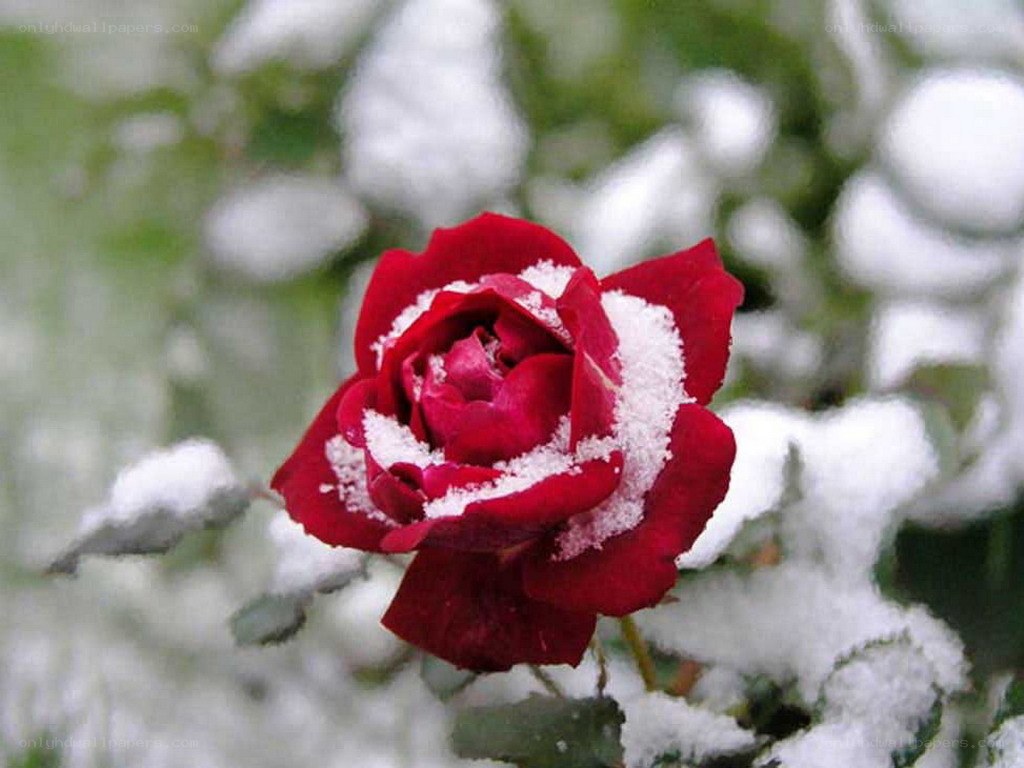 Red rose in the snow