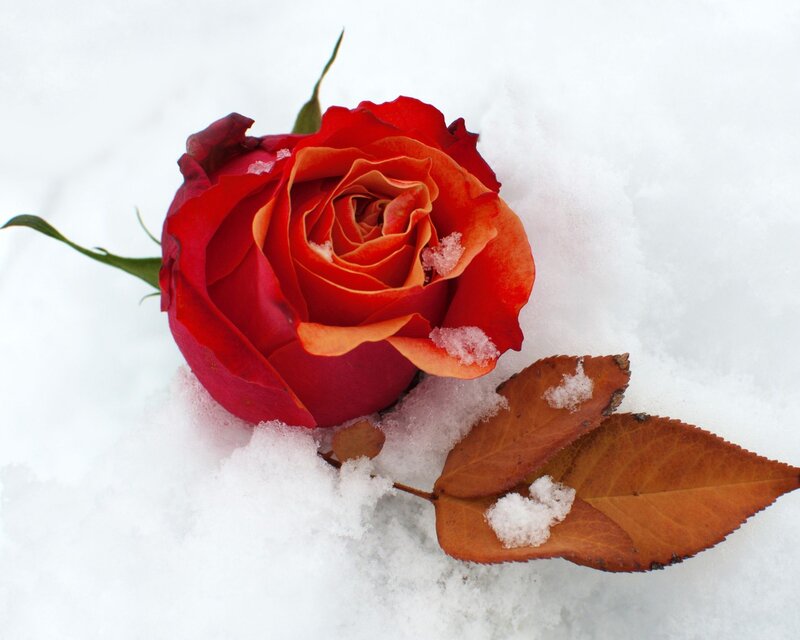 red rose in the snow