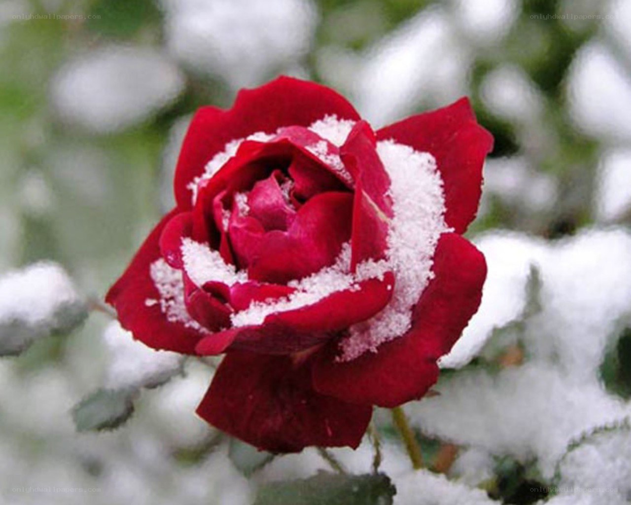 Red rose in the snow