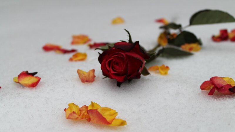 red rose in the snow
