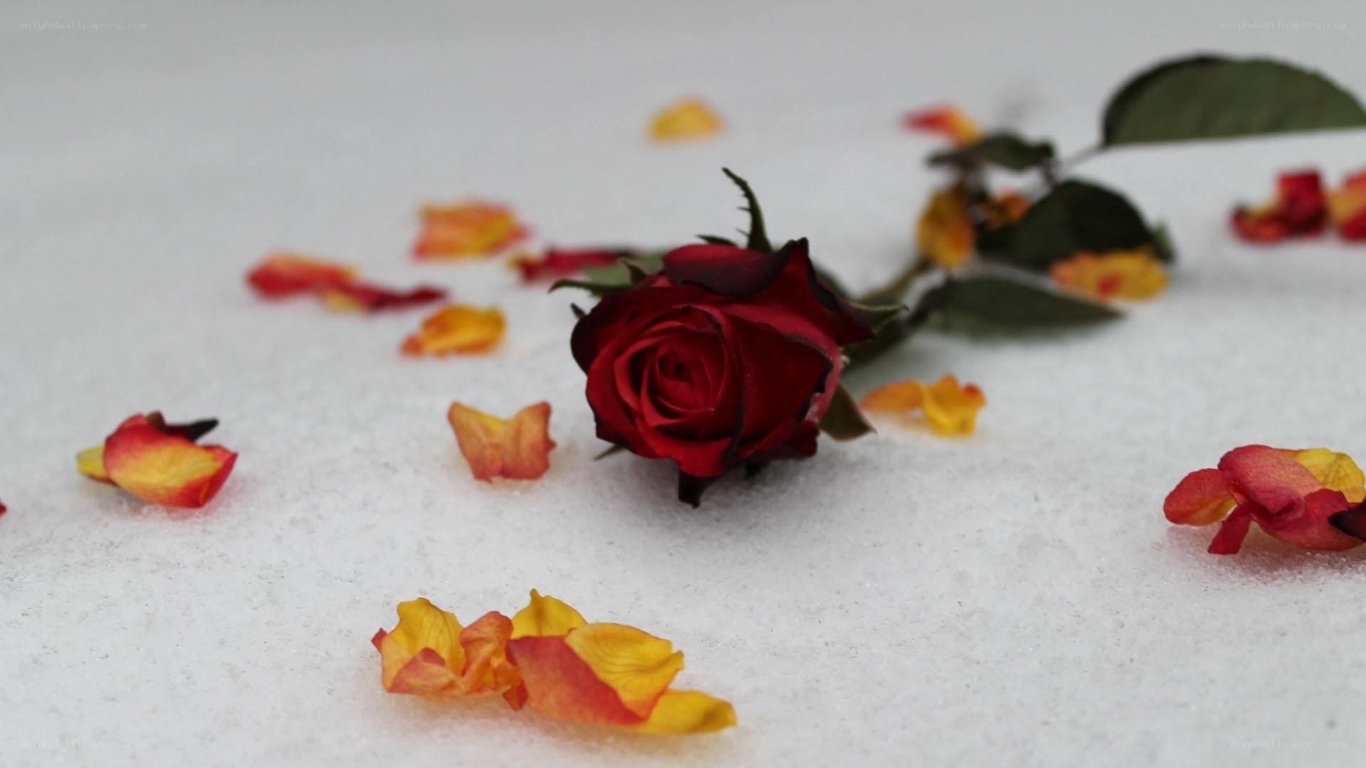 red rose in the snow