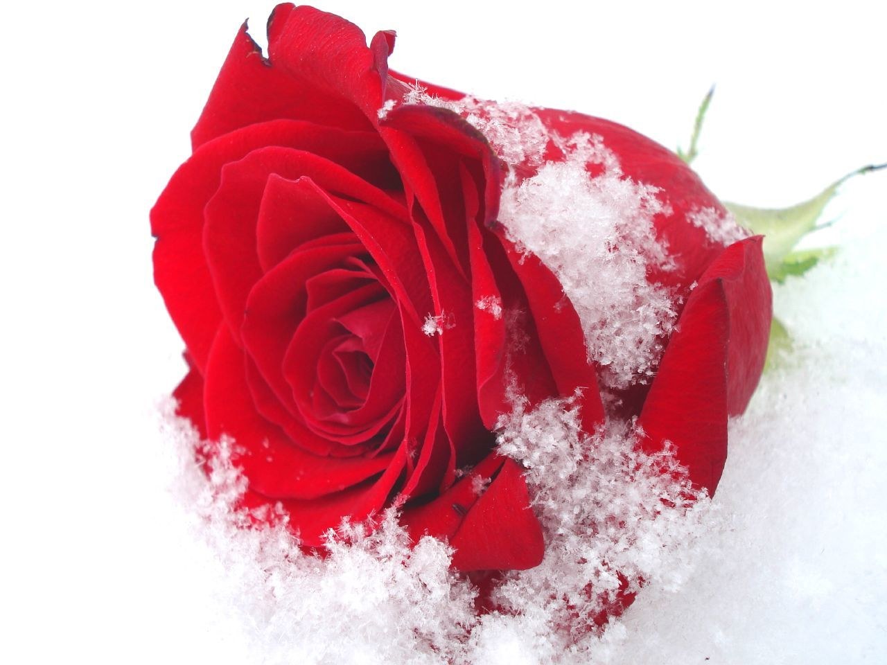 Red rose in the snow