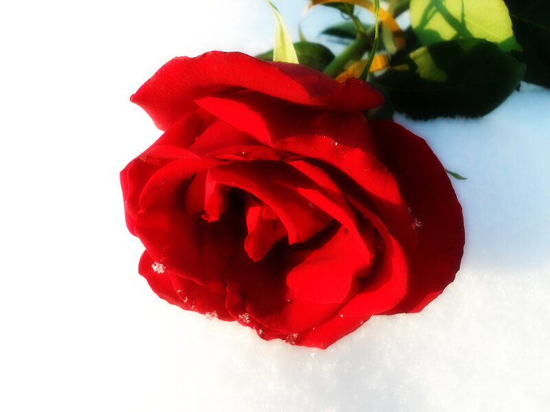 Red rose in the snow