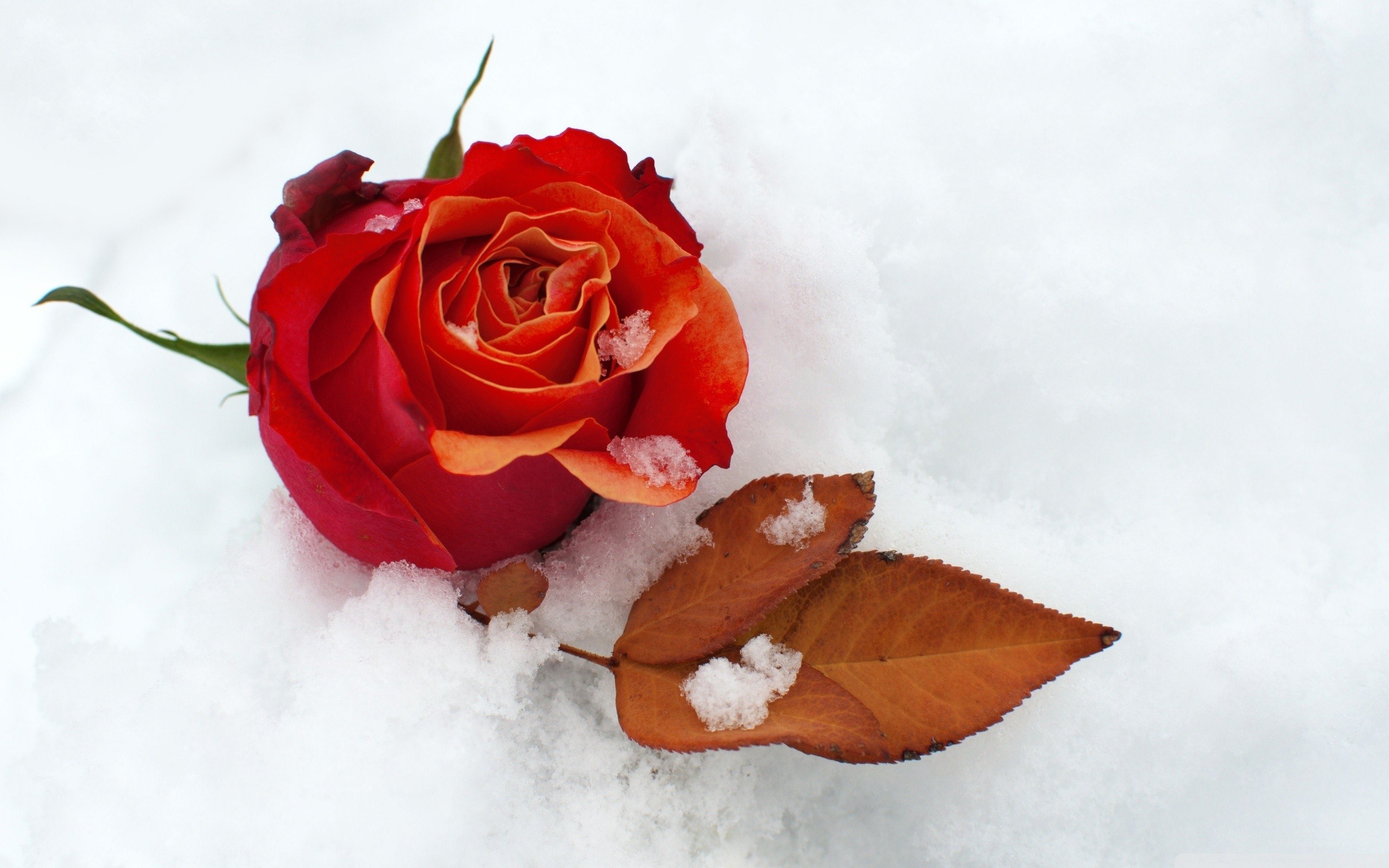 Red rose in the snow
