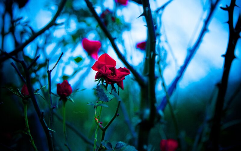 Red Rose in Thorny Bush
