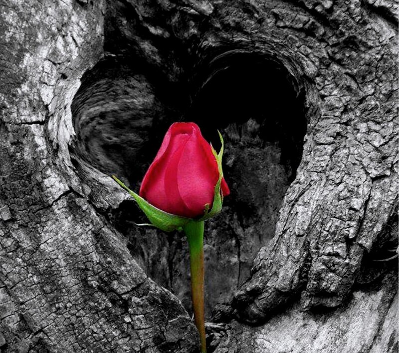Red Rose in Tree Hollow