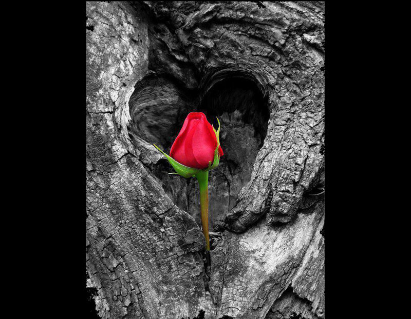 Red Rose in Tree