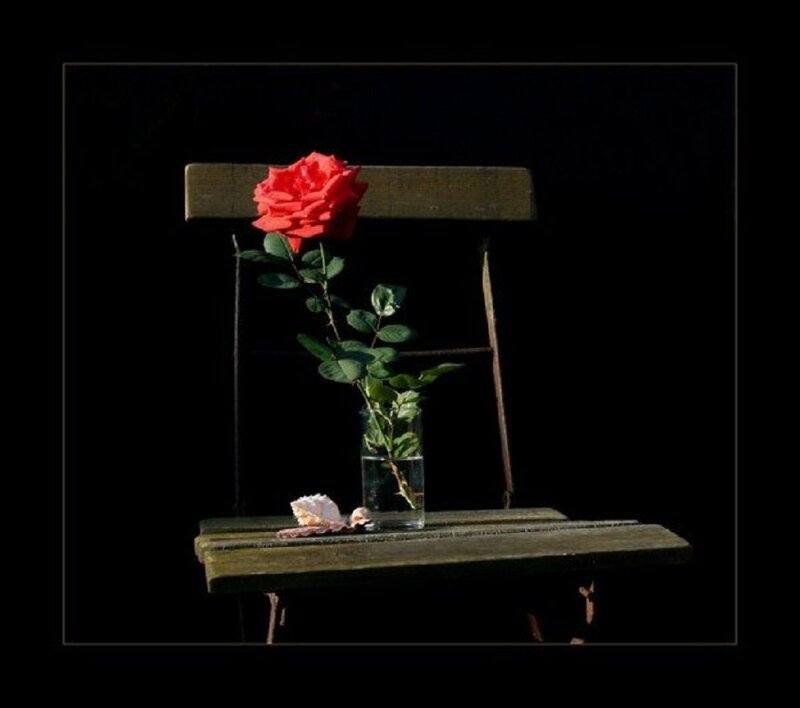 Red Rose in Vase — Black