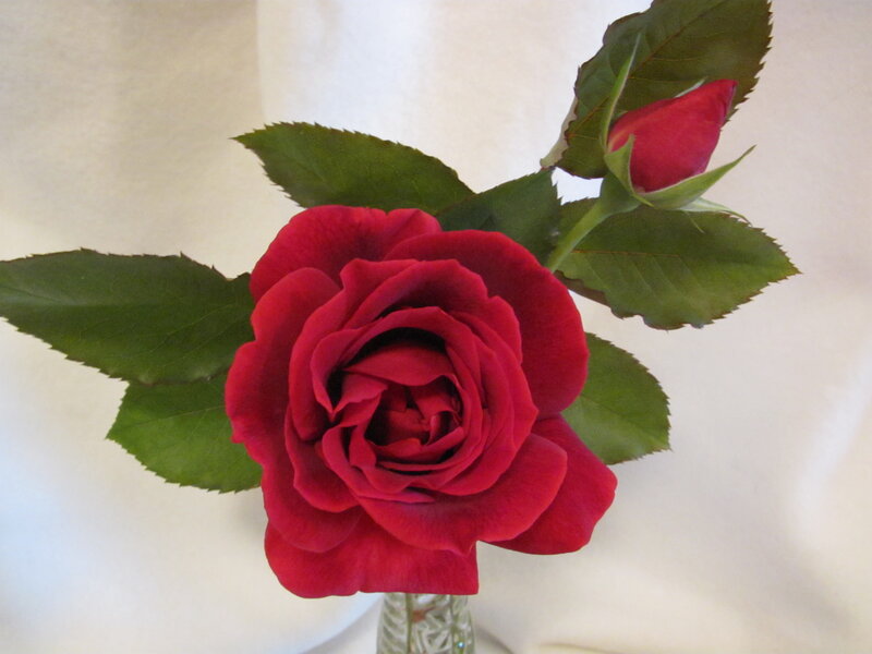 Red Rose in Vase — Calm, Photograph, Bud