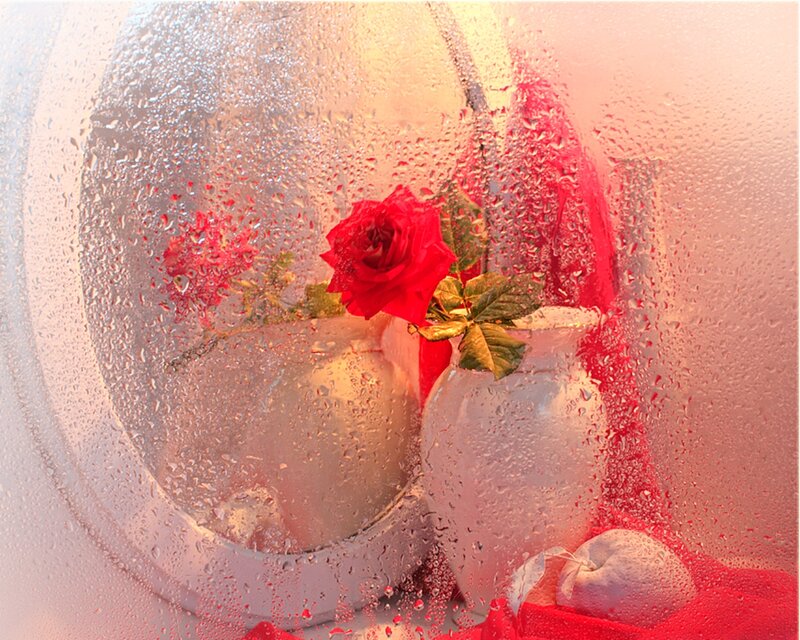 Red Rose in Vase — Calm, Photograph, Drops