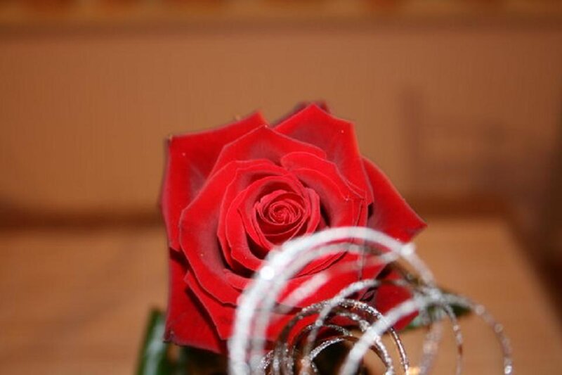 Red Rose in Vase — Calm, Photograph, Green Leaf