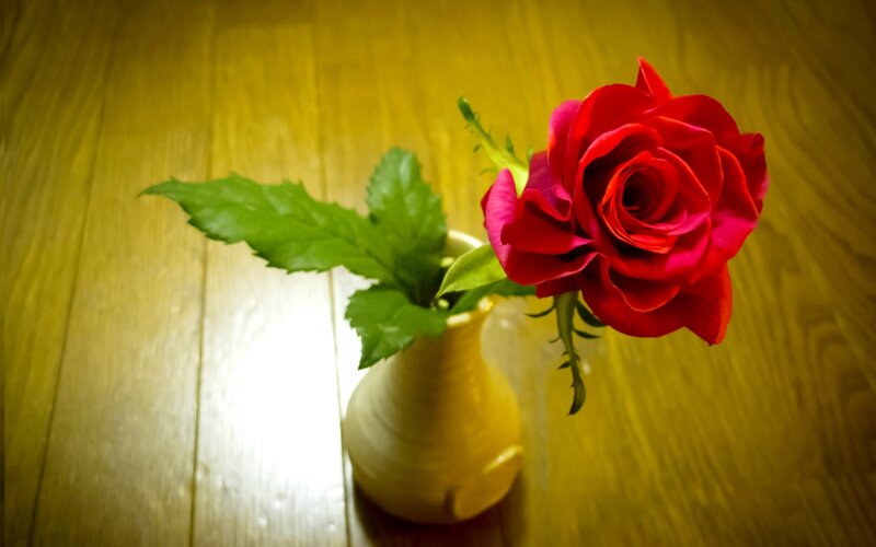 Red Rose in Vase — Calm, Photograph, Leaf