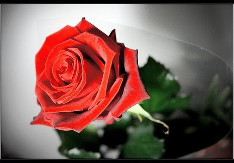 Red Rose in Vase — Calm, Photograph