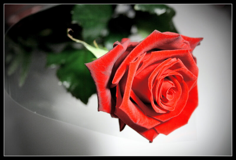 Red Rose in Vase — Dramatic, Photograph