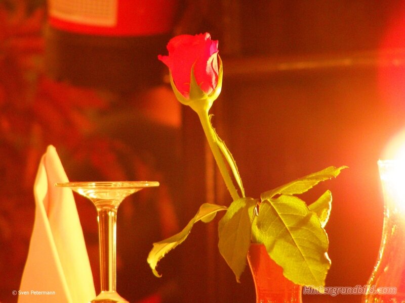 Red Rose in Vase — Romantic, Night