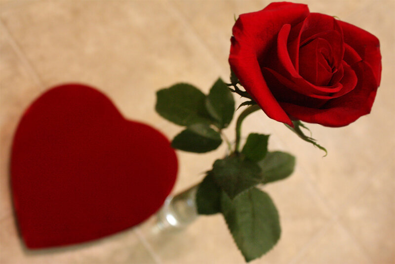 Red Rose in Vase — Romantic