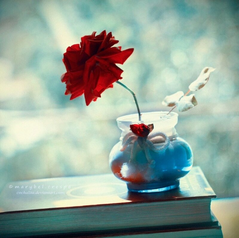 Red Rose in Vase — Serene, Photograph, Book