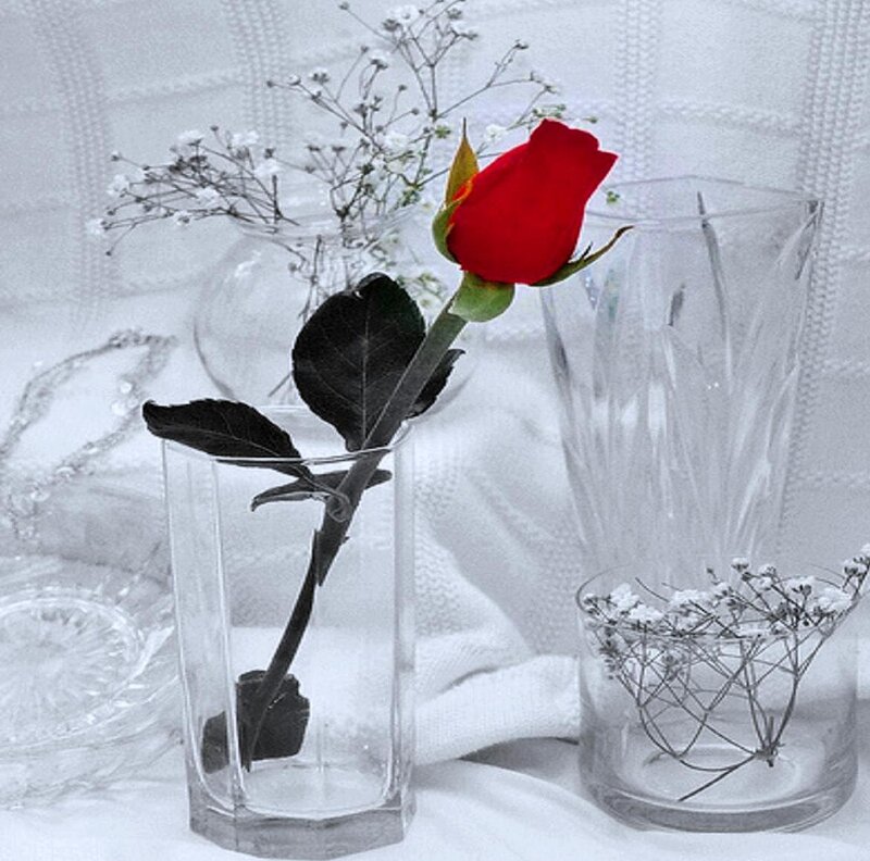 Red Rose in Vase — Serene, Photograph