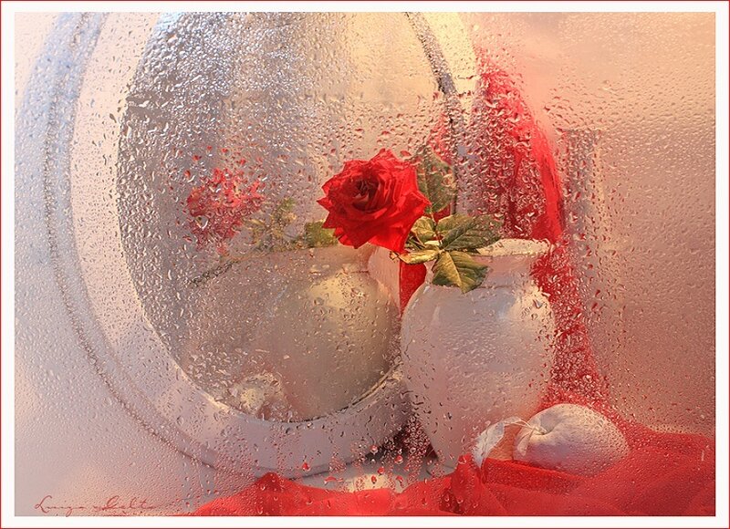 Red Rose in Vase