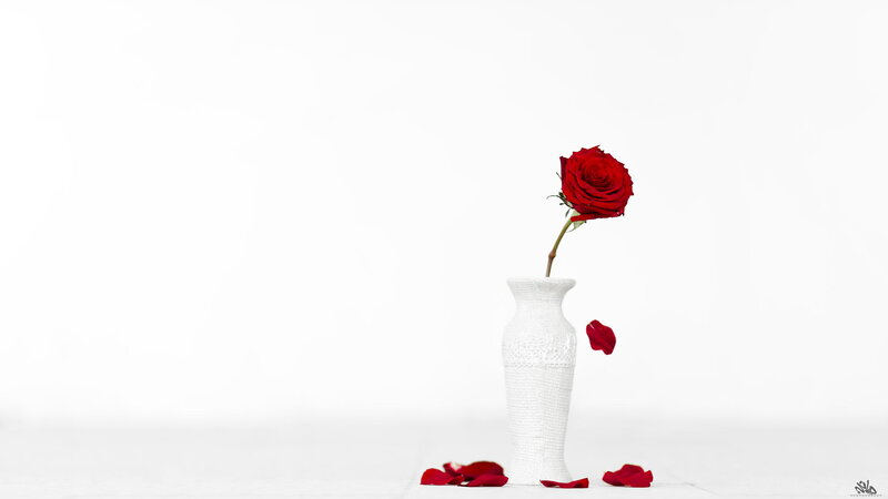 Red Rose in Vase — White, Minimalist