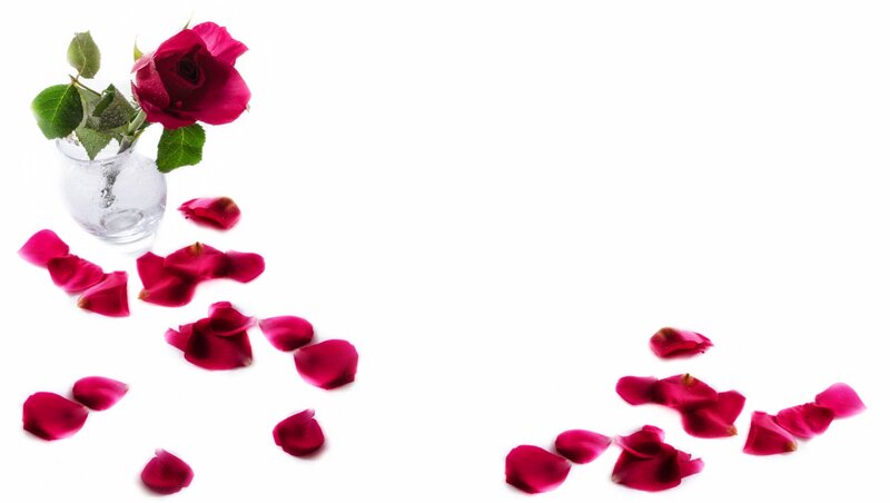 Red Rose in Vase — White, Serene, Photograph, Rose Petals