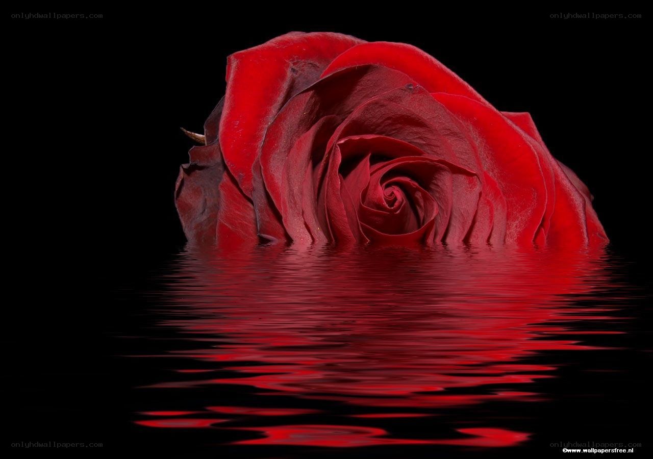 Red rose in water