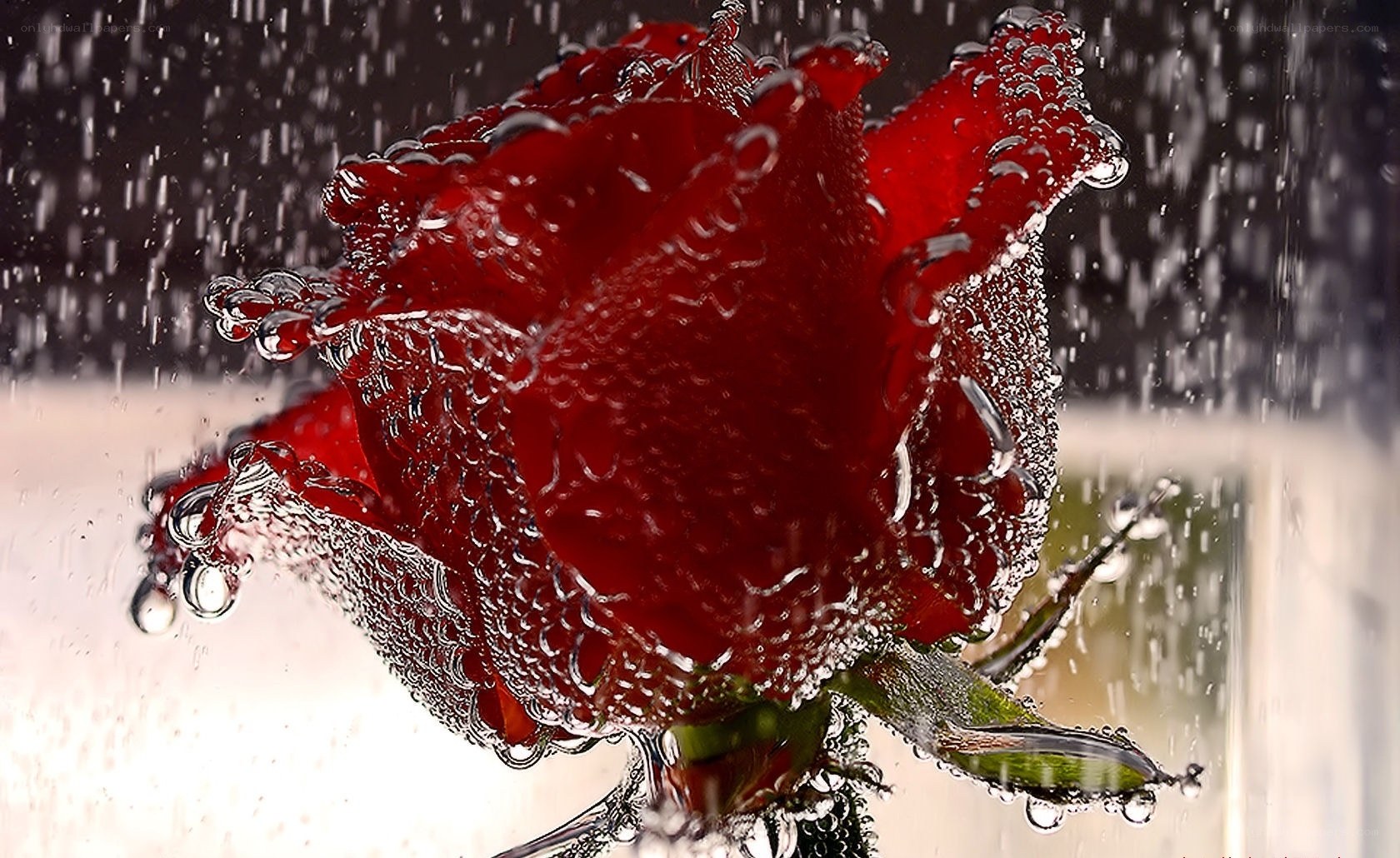 Red rose in water