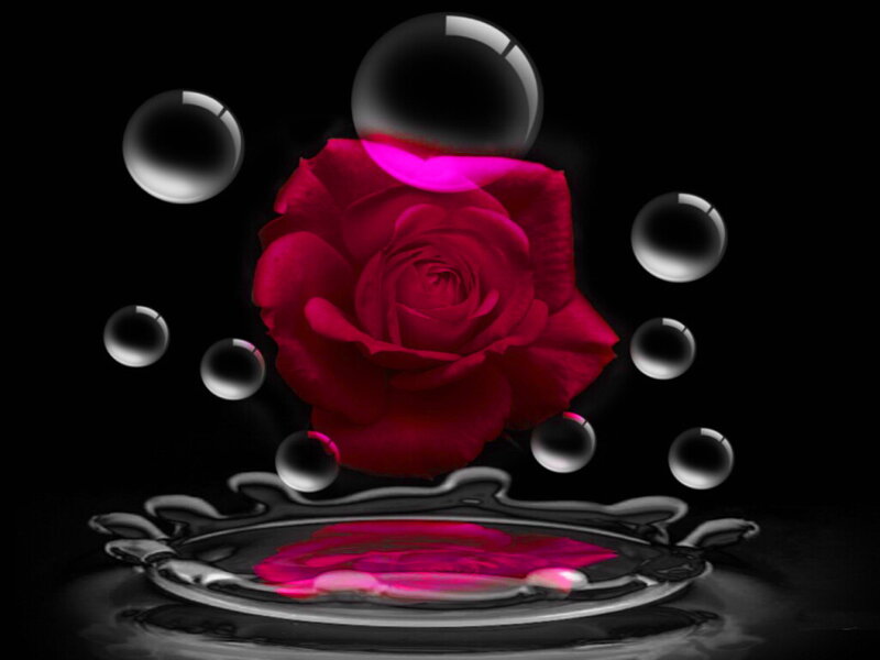 Red Rose in Water — Black, Dramatic