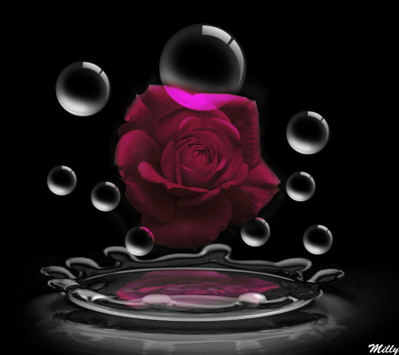 Red Rose in Water — Black