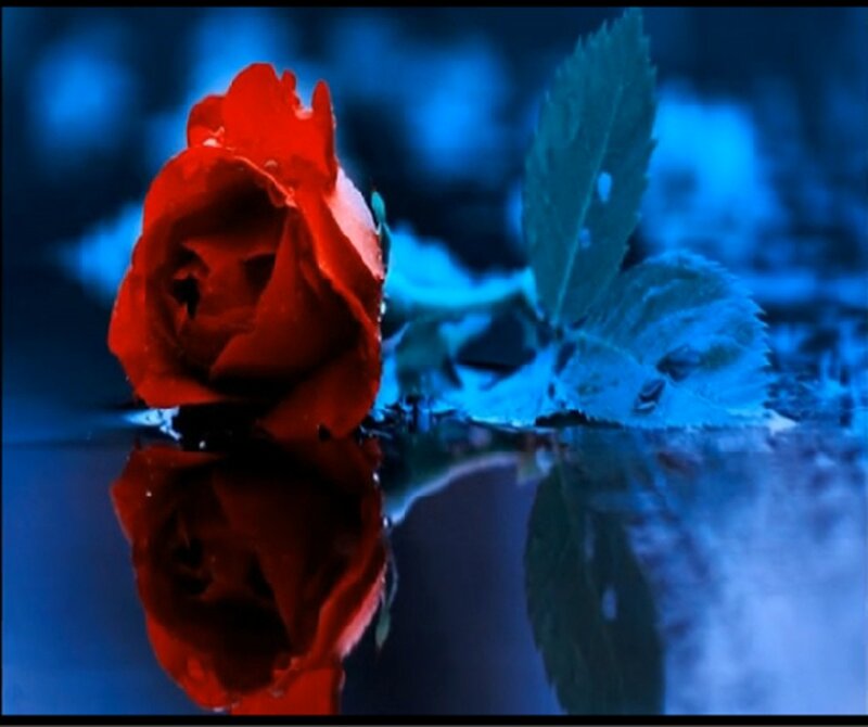 Red Rose in Water — Blue, Dramatic, Photograph