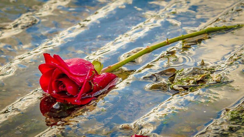 Red Rose in Water — Calm, Afternoon