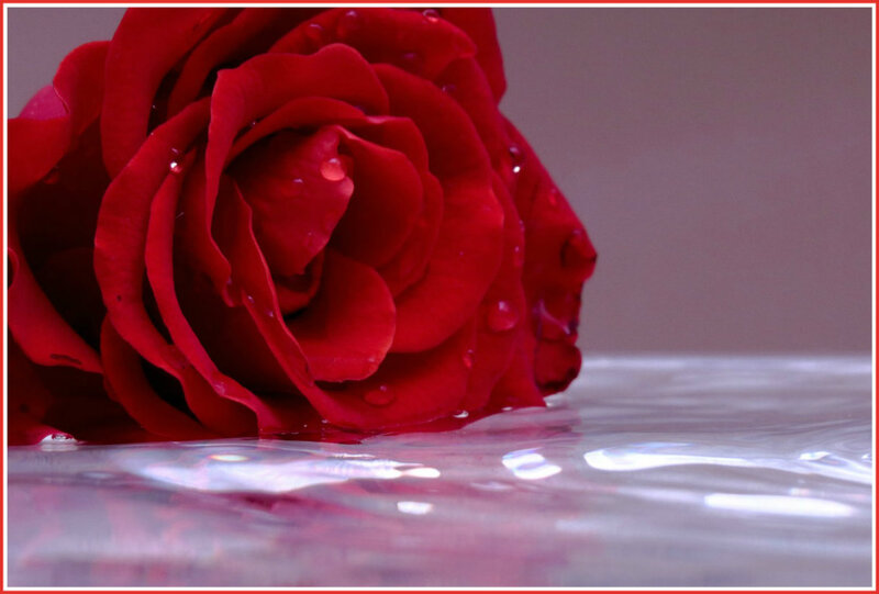 Red Rose in Water — Calm, Photograph, Drops