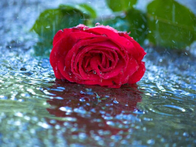 Red Rose in Water — Calm, Photograph