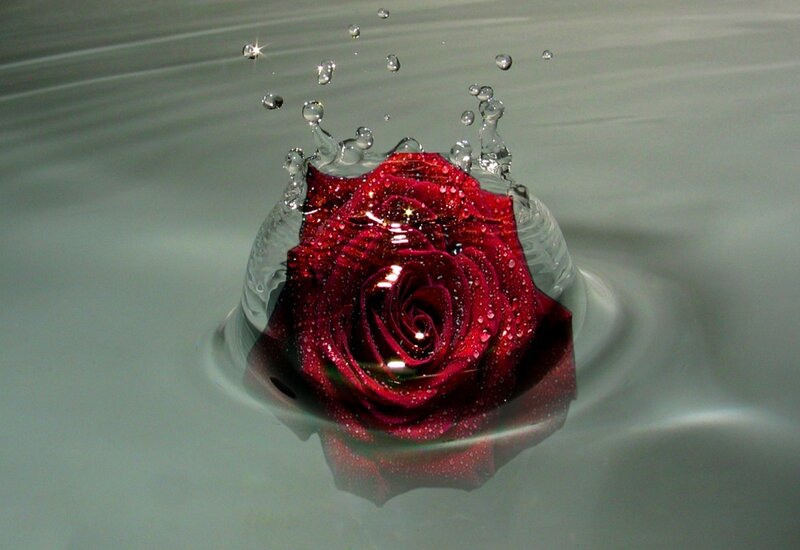 Red Rose in Water — Calm