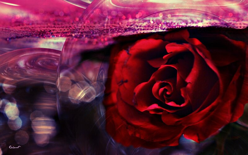 Red Rose in Water — Dramatic, Digital Art, Glitter