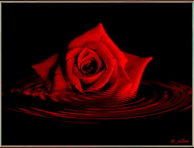 Red Rose in Water — Dramatic, Digital Art, Ripples