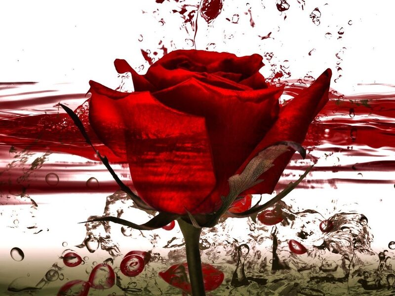 Red Rose in Water — Dramatic, Digital Art, Splashes