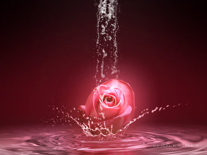 Red Rose in Water — Dramatic, Digital Art