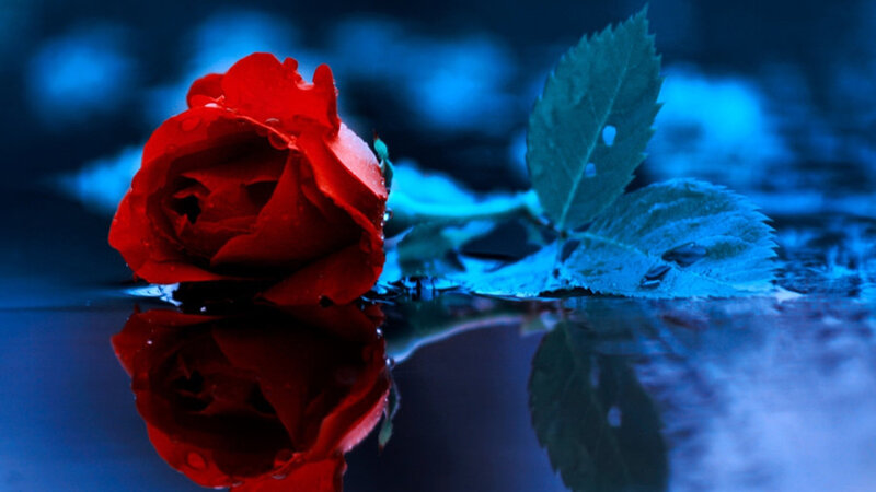 Red Rose in Water — Dramatic, Night, Photograph, Leaf