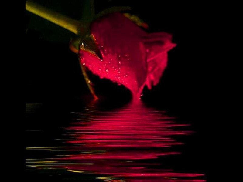 Red Rose in Water — Dramatic, Night, Photograph, Stem