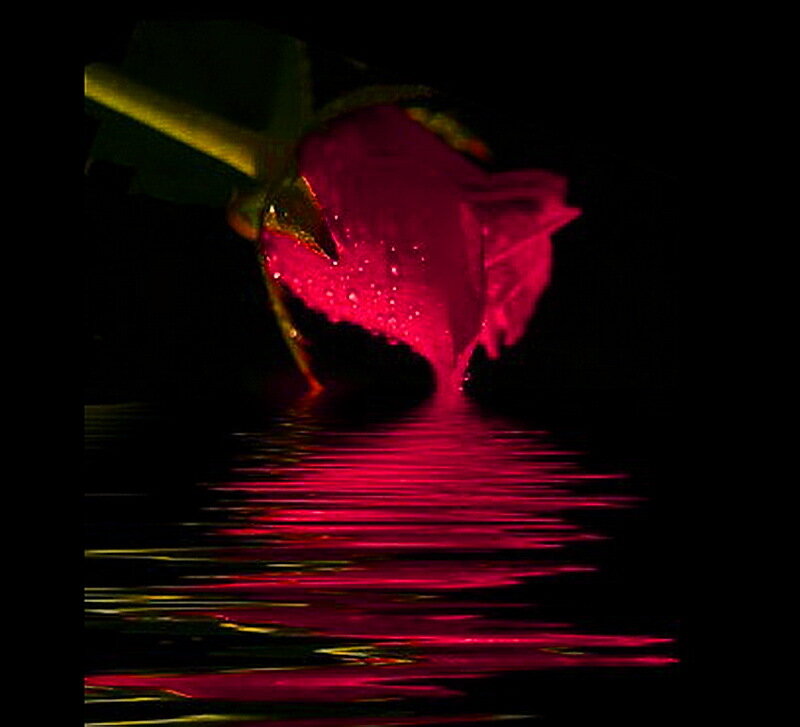 Red Rose in Water — Dramatic, Night, Photograph