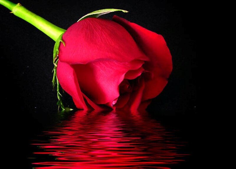 Red Rose in Water — Dramatic, Night
