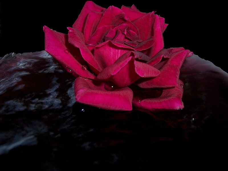 Red Rose in Water — Dramatic, Photograph, Black