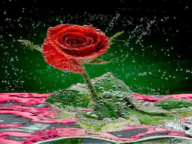 Red Rose in Water — Dramatic, Photograph, Bubbles, Green Background
