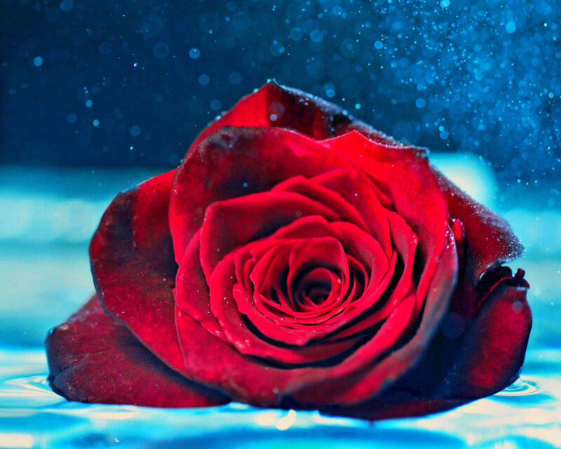 Red Rose in Water — Dramatic, Photograph, Droplets
