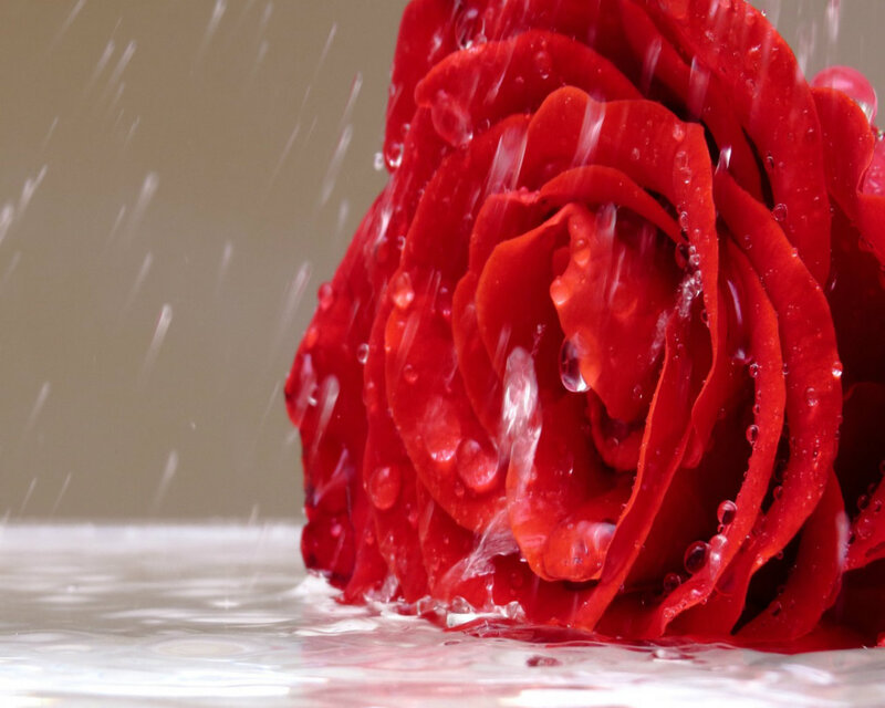 Red Rose in Water — Dramatic, Photograph, Drops